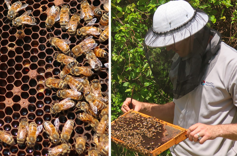 PepsiCo Recycling guru Tom Mooradian looking at bee hive